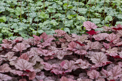 50 Palace Purple Heuchera (Heuchera Micrantha) Seeds