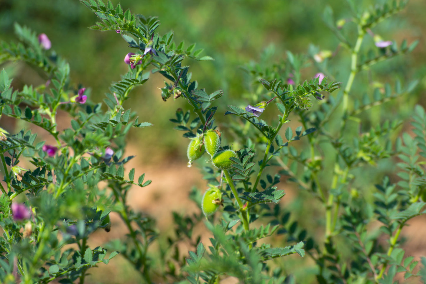 15 Garbanzo Bean (Cicer Arientum) Seeds