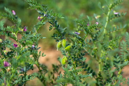 15 Garbanzo Bean (Cicer Arientum) Seeds