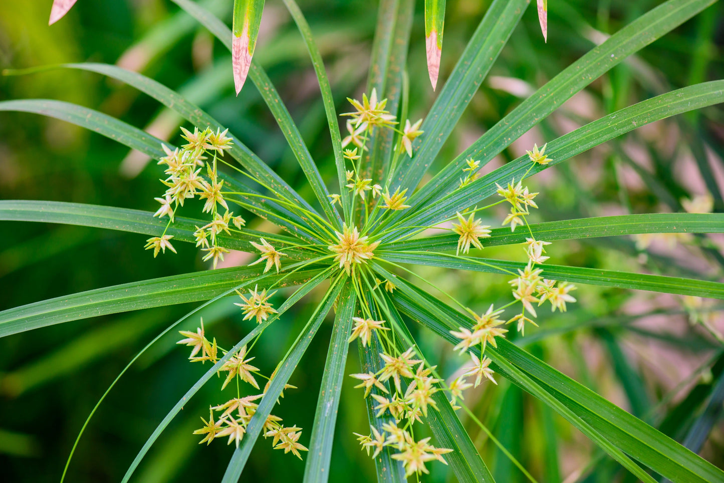 50 Umbrella Plant (Cyperus Alternifolius) Seeds