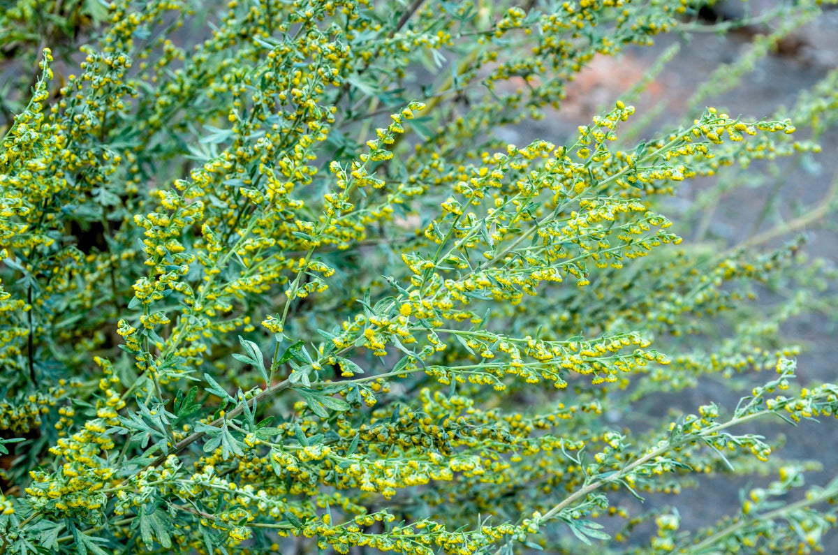 Absinthe Wormwood (Artemisia absinthium) Seeds – 500 ct