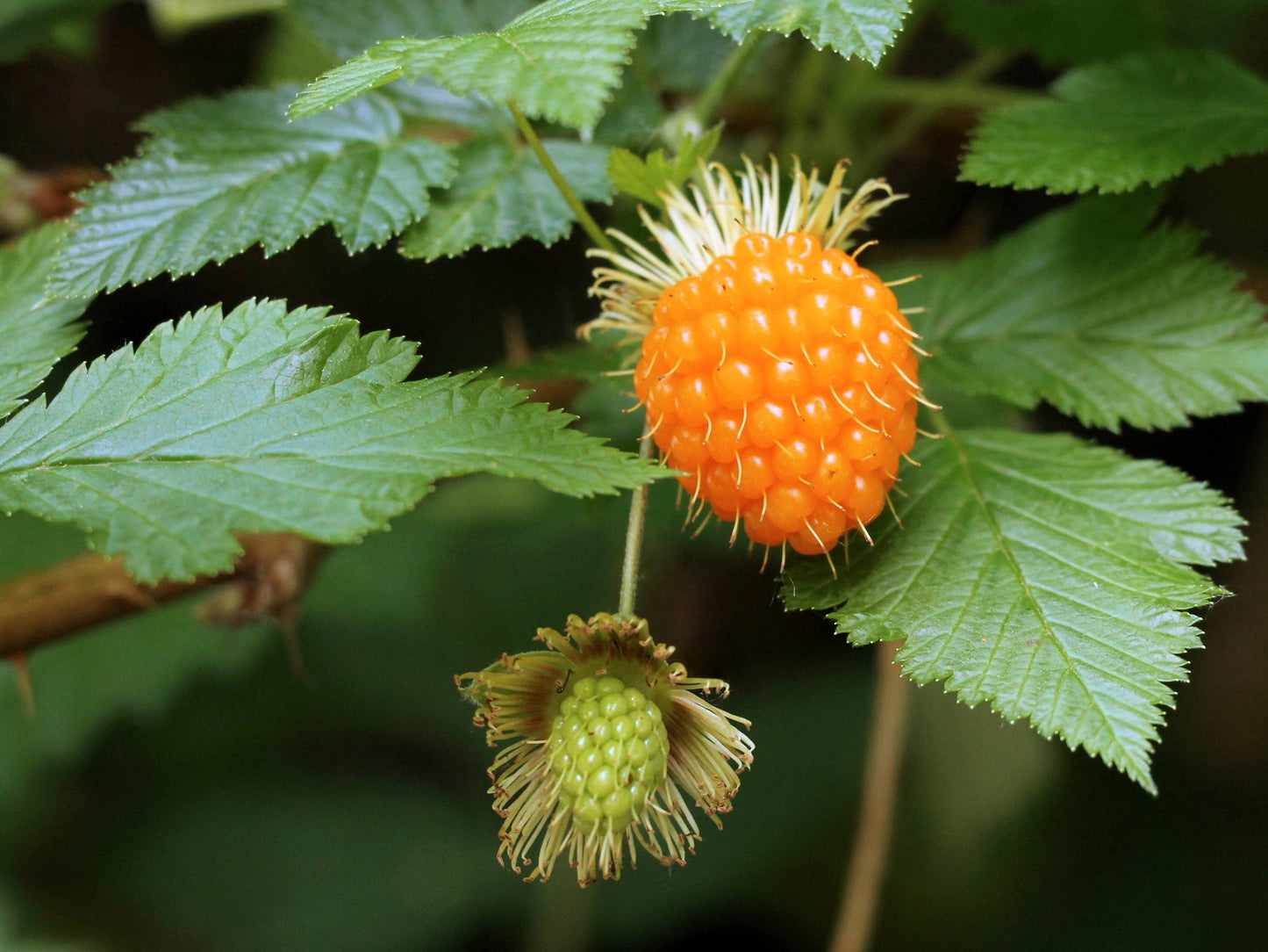 20 Salmonberry (Rubus Spectabilis) Seeds