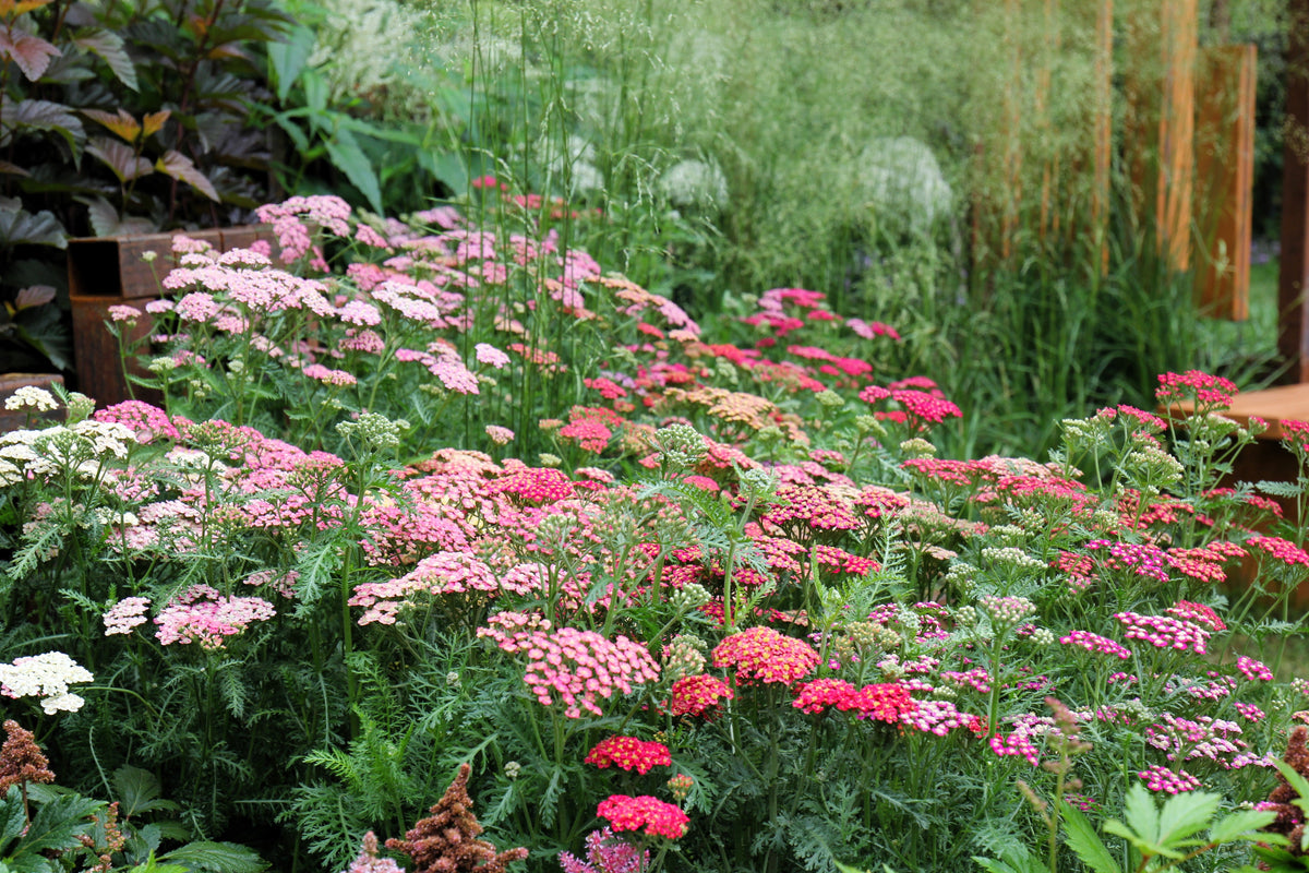 500 MIXED SUMMER YARROW Achillea Millefolium Red Pink White Gold Peach Herb Flower Seeds