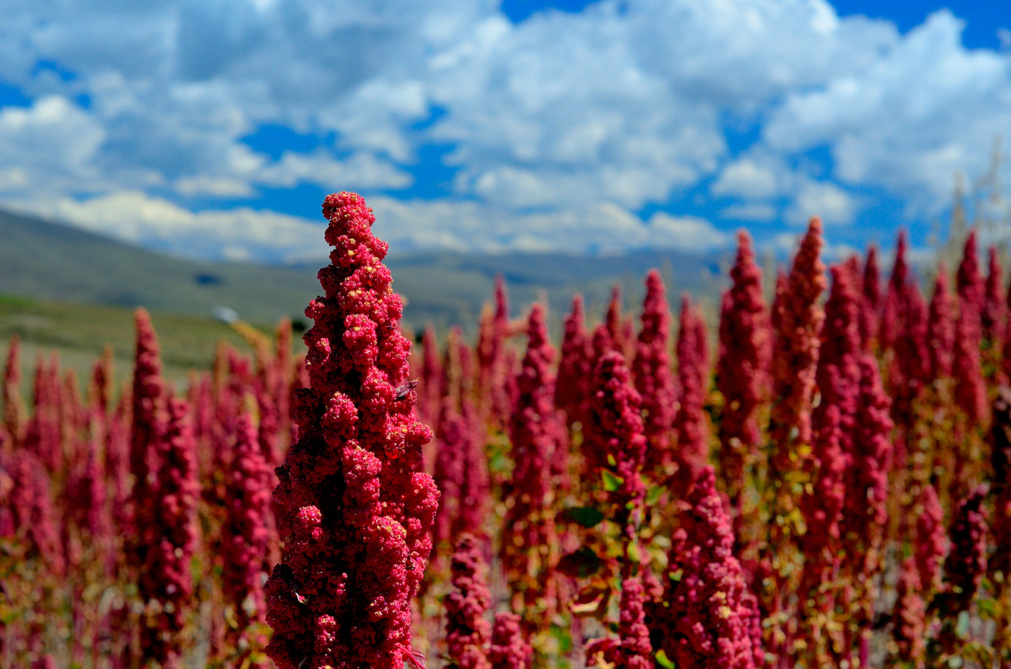 100 Red Head Quinoa (Chenopodium Quinoa) Seeds