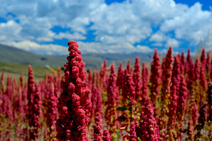 100 Red Head Quinoa (Chenopodium Quinoa) Seeds