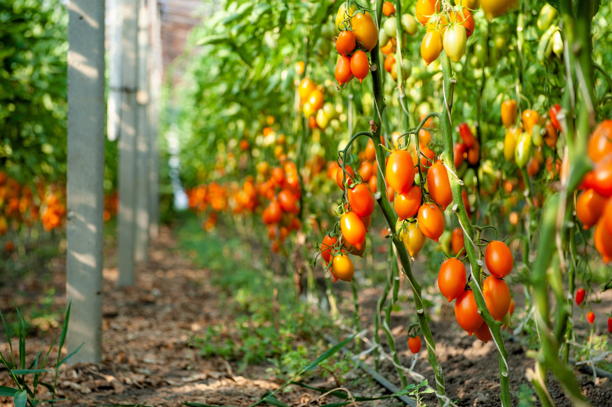 Red Pear Tomato (Solanum lycopersicum) Seeds – 100 ct