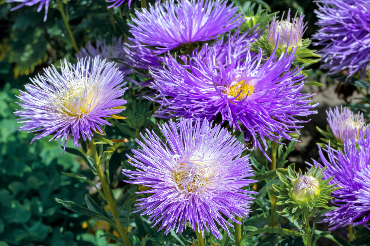 Violet Needle Aster (Callistephus chinensis) Seeds – 30 ct