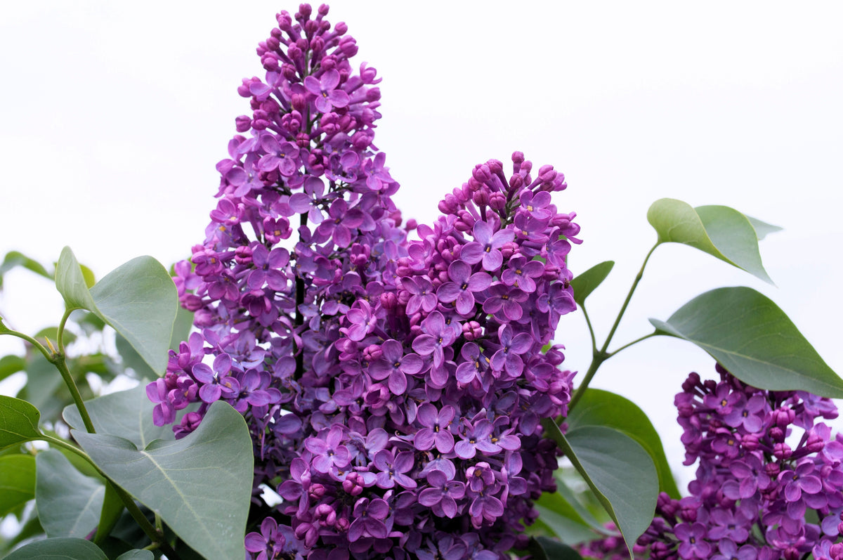 25 French Lilac (Syringa Vulgaris) Seeds