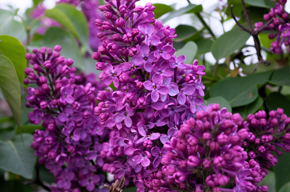 25 French Lilac (Syringa Vulgaris) Seeds
