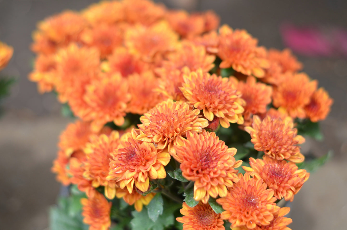 50 Mixed Colors Indian Chrysanthemum (Chrysanthemum Indicum) Seeds