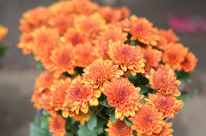 50 Mixed Colors Indian Chrysanthemum (Chrysanthemum Indicum) Seeds