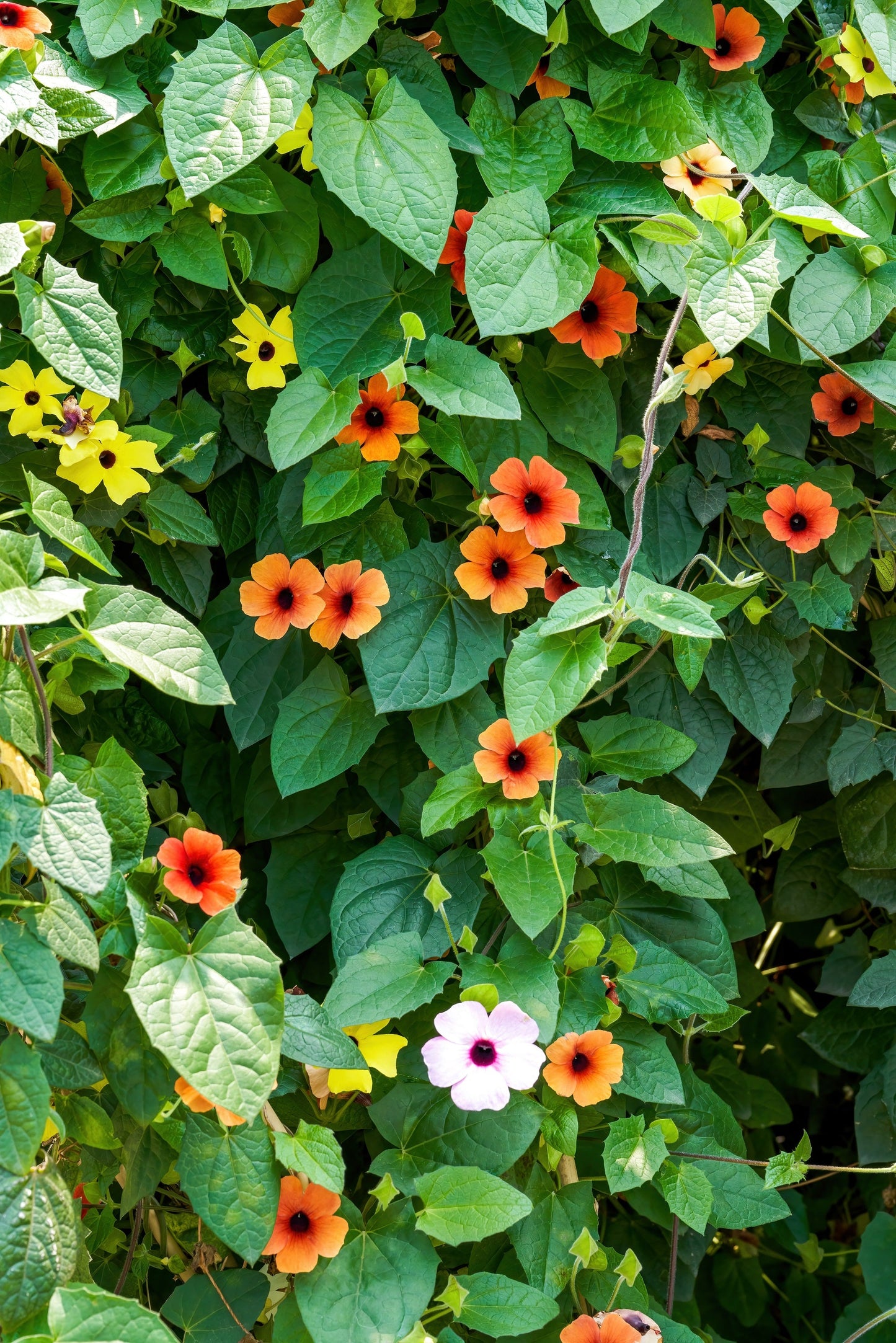 25 Mixed Black Eyed Susan (Thunbergia Alata) Seeds
