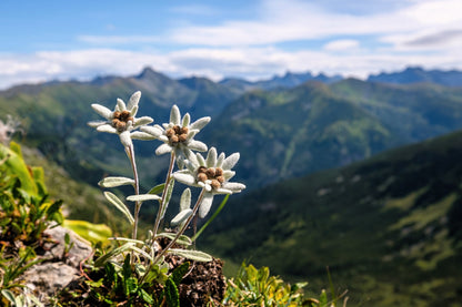 50 Edelweiss (Leontopodium Alpinum) Seeds