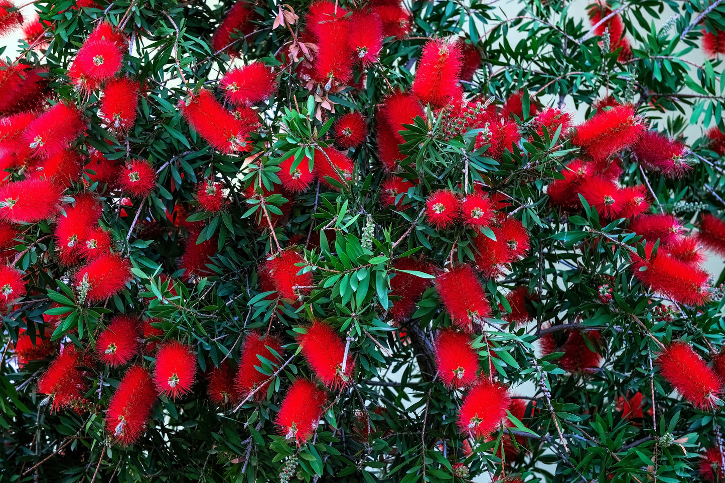 40 Crimson Bottlebrush (Callistemon Citrinus) Seeds