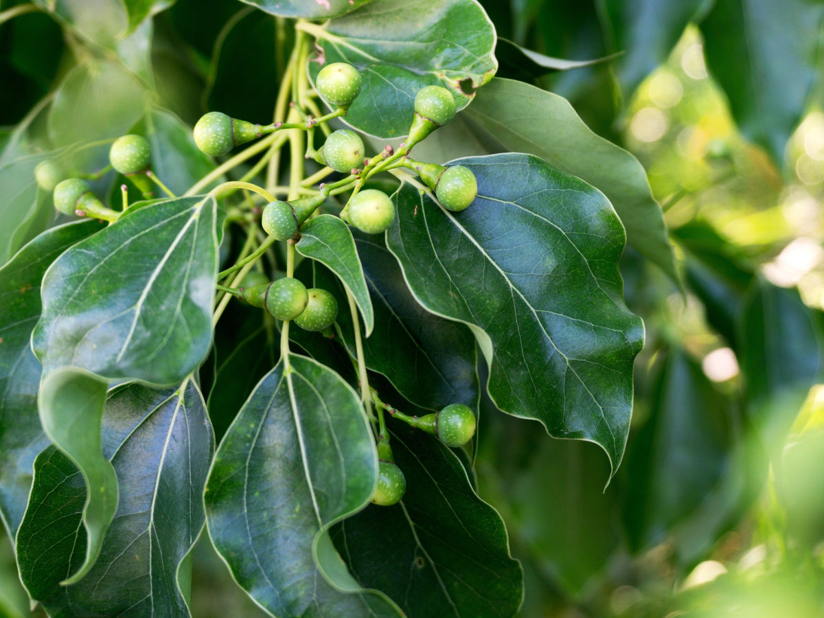 5 CAMPHOR TREE Laurel Cinnamomum Camphora Camphorwood White Flower Black Seeds