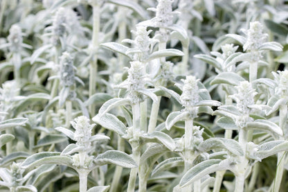 100 Woolly Lamb's Ear (Stachys Byzantina) Seeds
