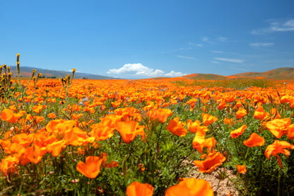 1000 Orange California Poppy (Eschscholzia Californica) Seeds