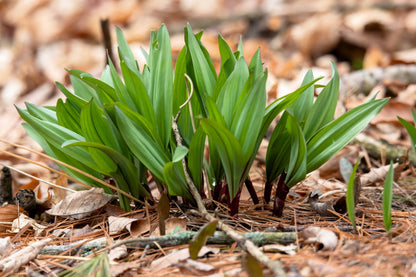 20 Ramp / Wild Leek (Allium Tricoccum) Seeds