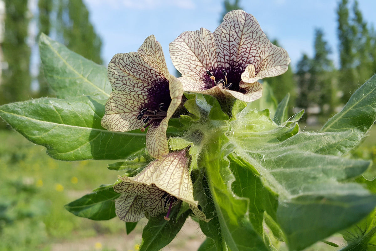 Black Henbane (Hyoscyamus niger) Seeds – 200 ct