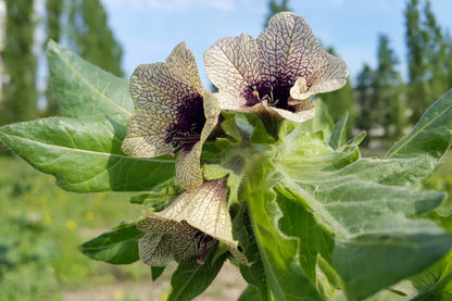 Black Henbane (Hyoscyamus niger) Seeds – 200 ct