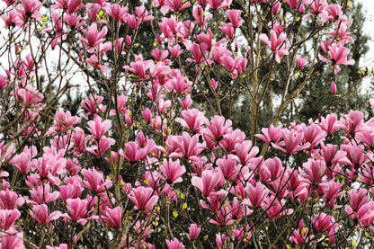 5 LILY MAGNOLIA Flower TREE Pink & Purple Fragrant Tulip Magnol Liliiflora Seeds