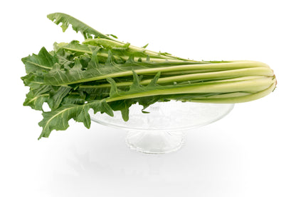 250 CICORIA CATALOGNA Puntarelle Chicorium Chicory Vegetable Seeds
