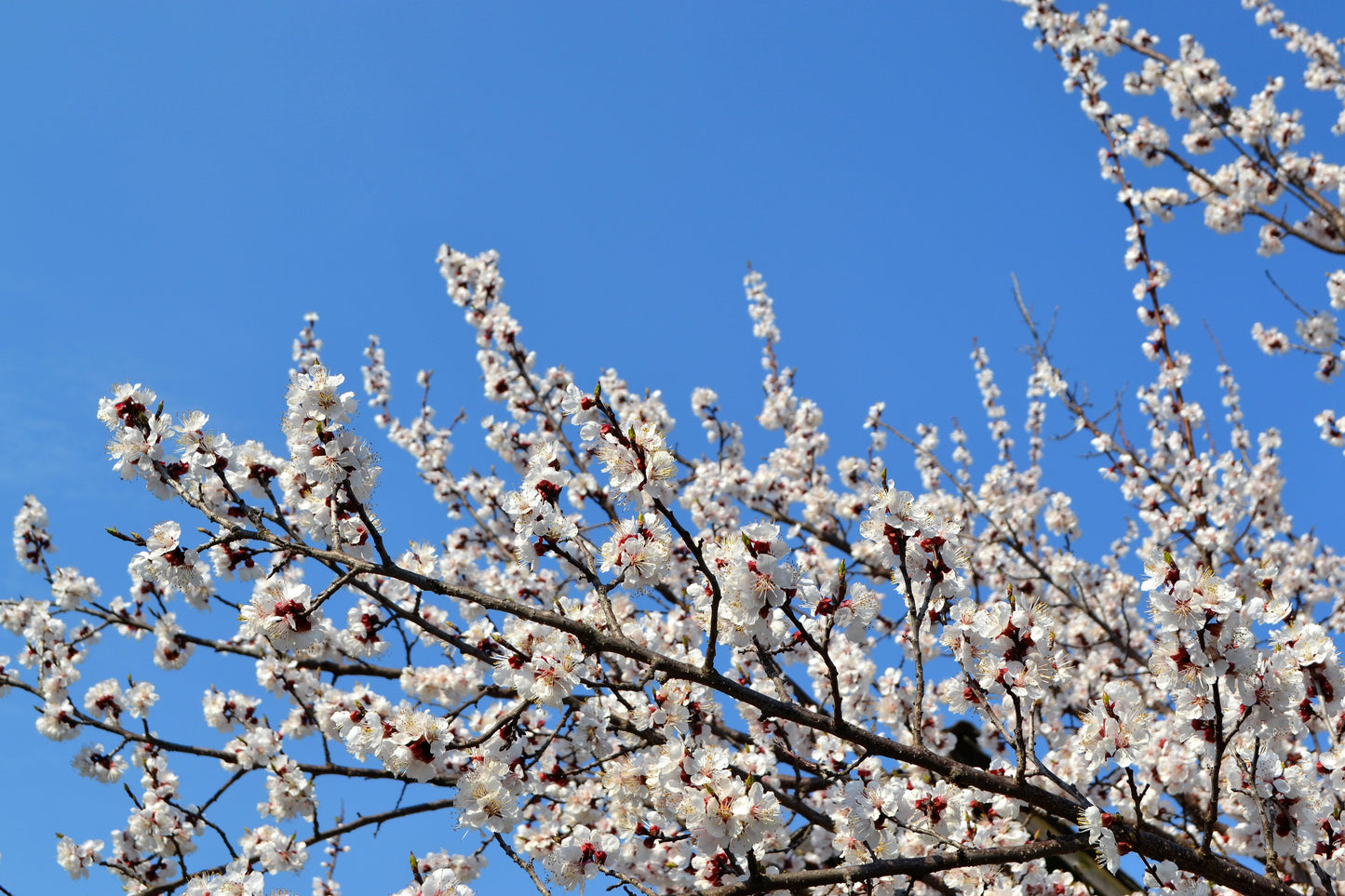 5 Common Apricot Tree (Prunus Armeniaca) fSeeds
