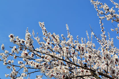 5 Common Apricot Tree (Prunus Armeniaca) fSeeds