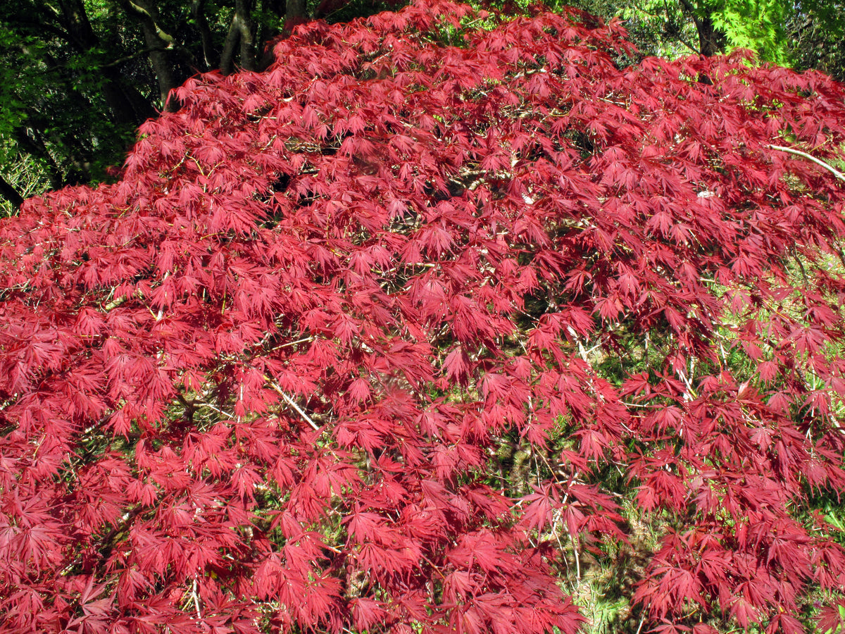 10 Japanese Maple (Acer Palmatum Dissectum) Seeds