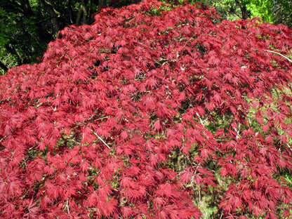 10 Japanese Maple (Acer Palmatum Dissectum) Seeds