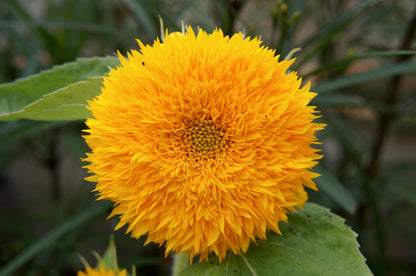 Double Dwarf Teddy Bear Sunflower (Helianthus annuus) Seeds – 150 ct