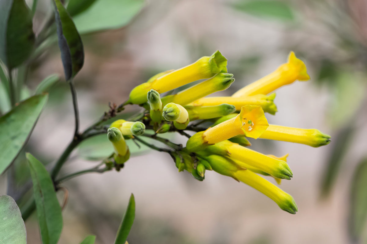 250 TREE TOBACCO Nicotiana Glauca Yellow Trumpet Flower Herb Shrub Seeds