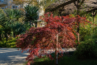 10 Japanese Maple (Acer Palmatum Dissectum) Seeds
