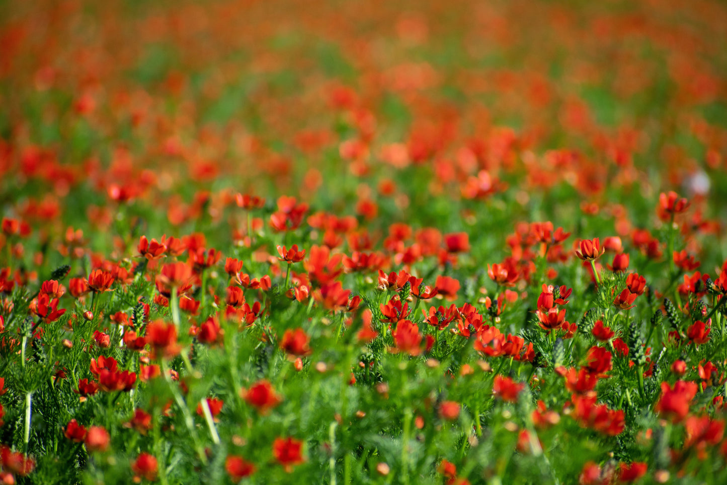 10 Adonis/Pheasant's Eye (Adonis Aestivalis) Seeds