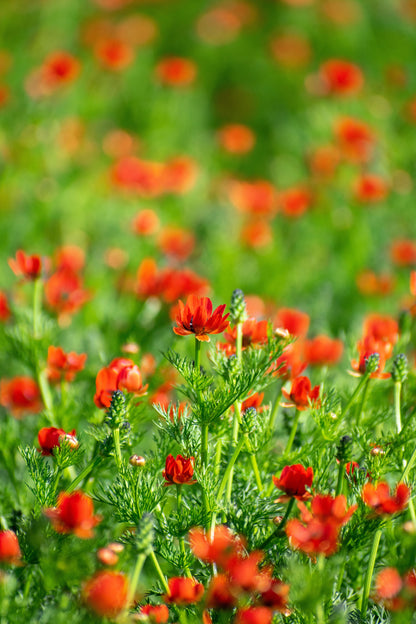 10 Adonis/Pheasant's Eye (Adonis Aestivalis) Seeds