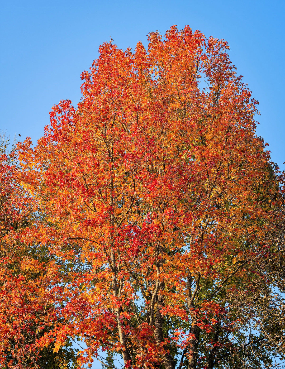 50 AMERICAN SWEETGUM Liquidambar Styraciflua Storax Alligator Sweet Gum Tree Seeds - Great Fall Color! Red Yellow Orange Purple