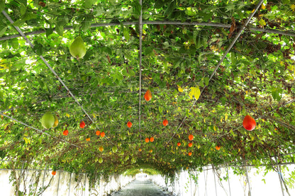 2 Gac Fruit (Momordica Cochinchinensis) Seeds