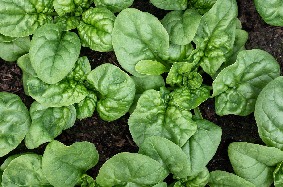 Bloomsdale Spinach (Spinacia oleracea) Seeds – 1,500 ct