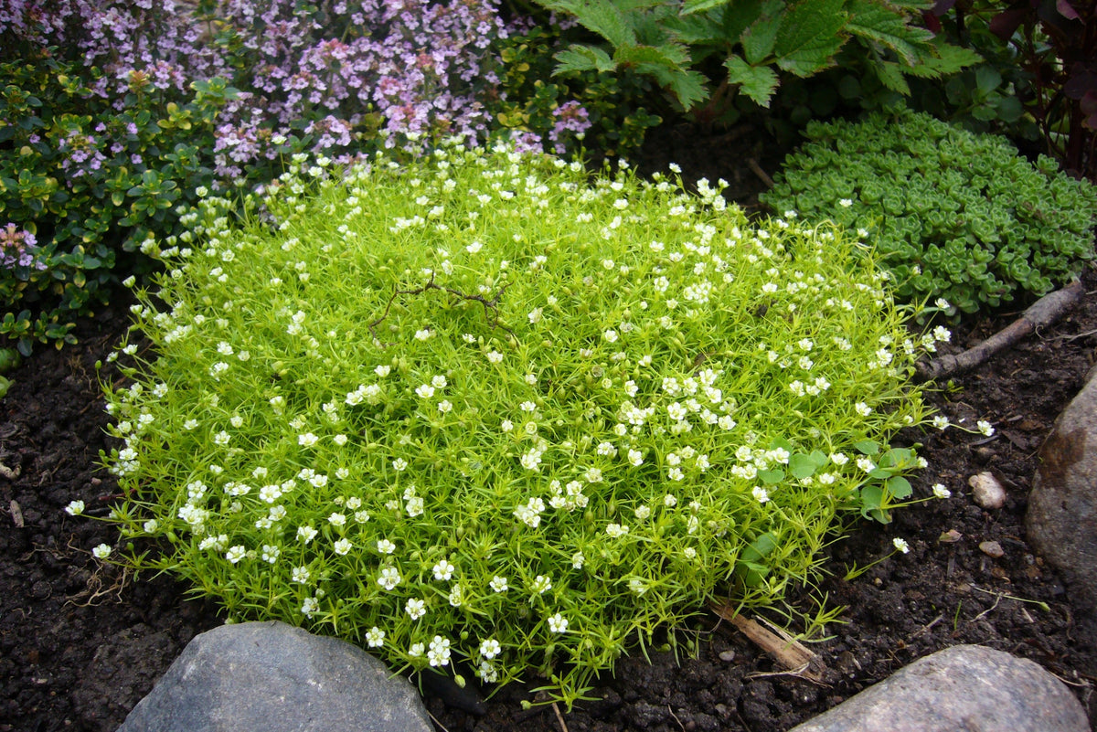 Irish Moss (Sagina subulata) Seeds – 50 ct