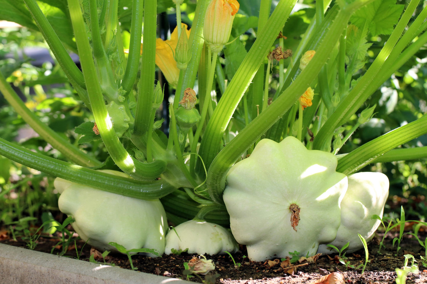 50 Patty Pan Squash (Cucurbita Pepo) Seeds