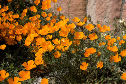 1000 Orange California Poppy (Eschscholzia Californica) Seeds