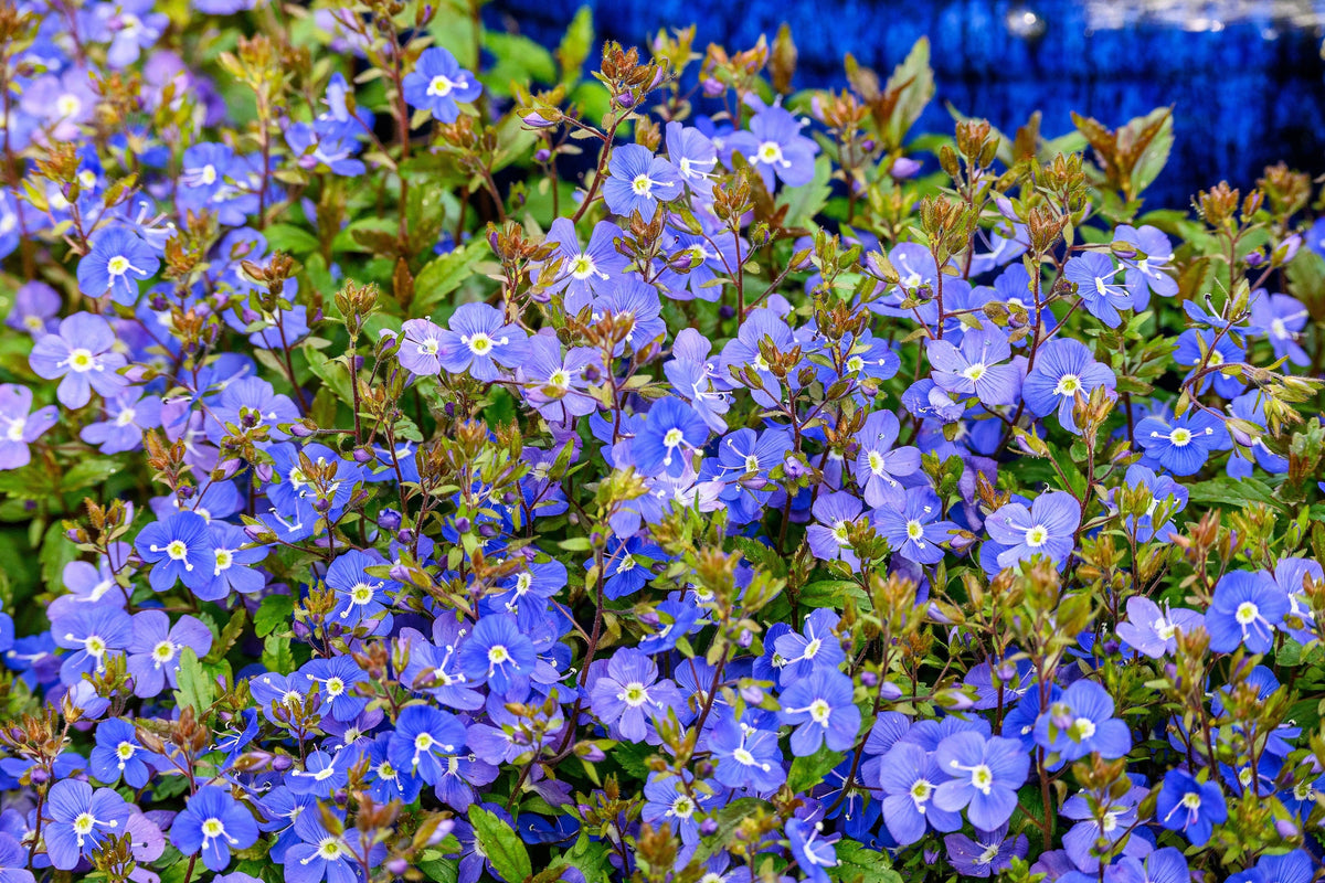 Creeping Blue Speedwell (Veronica repens) Seeds – 25 ct