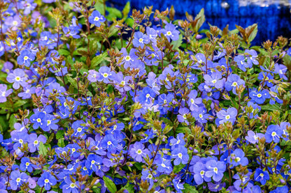 Creeping Blue Speedwell (Veronica repens) Seeds – 25 ct