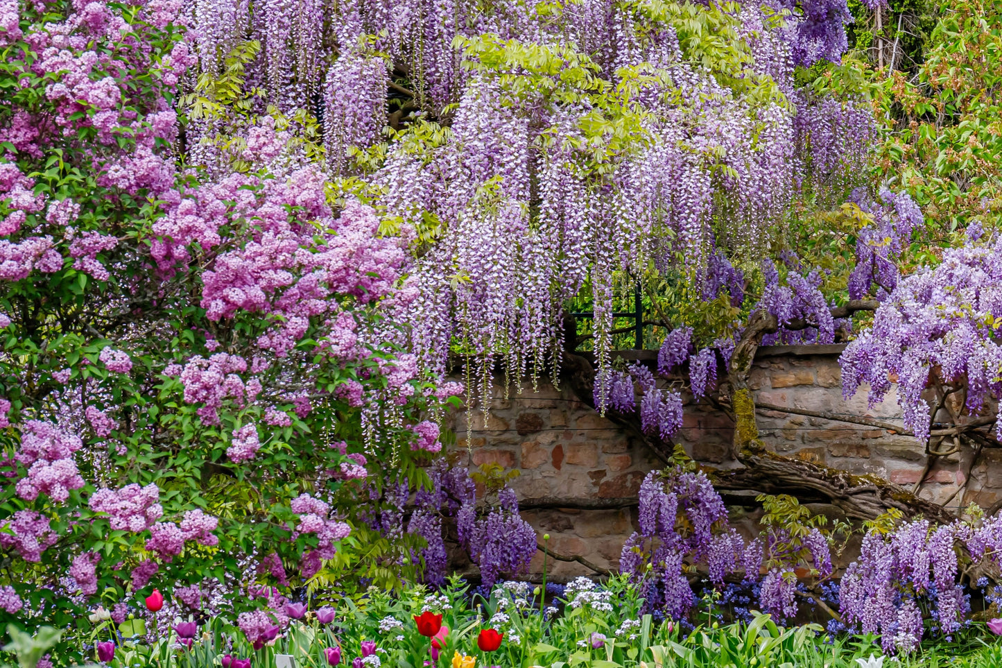 5 Japanese Wisteria (Wisteria Floribunda) Seeds