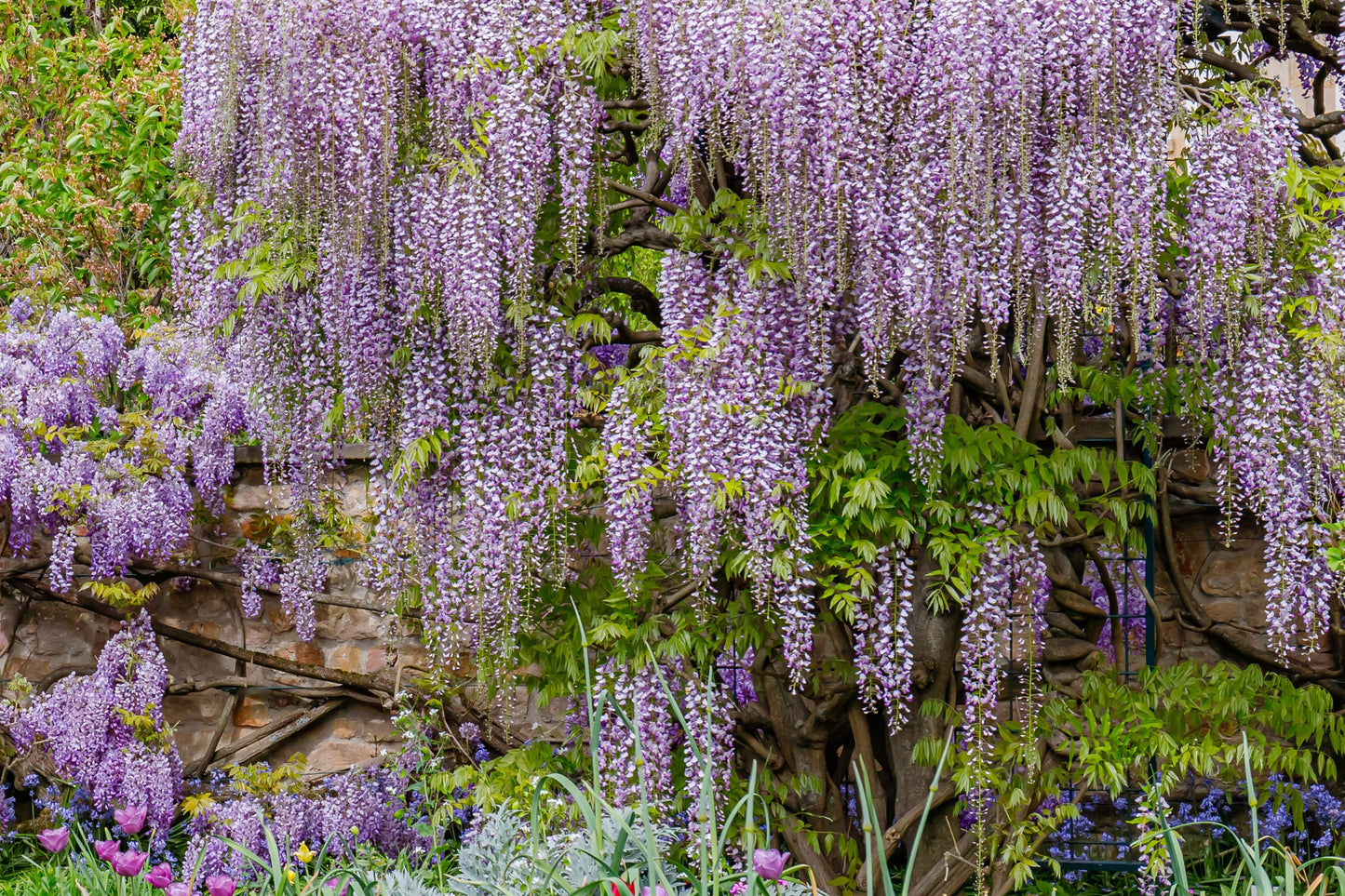 5 Japanese Wisteria (Wisteria Floribunda) Seeds