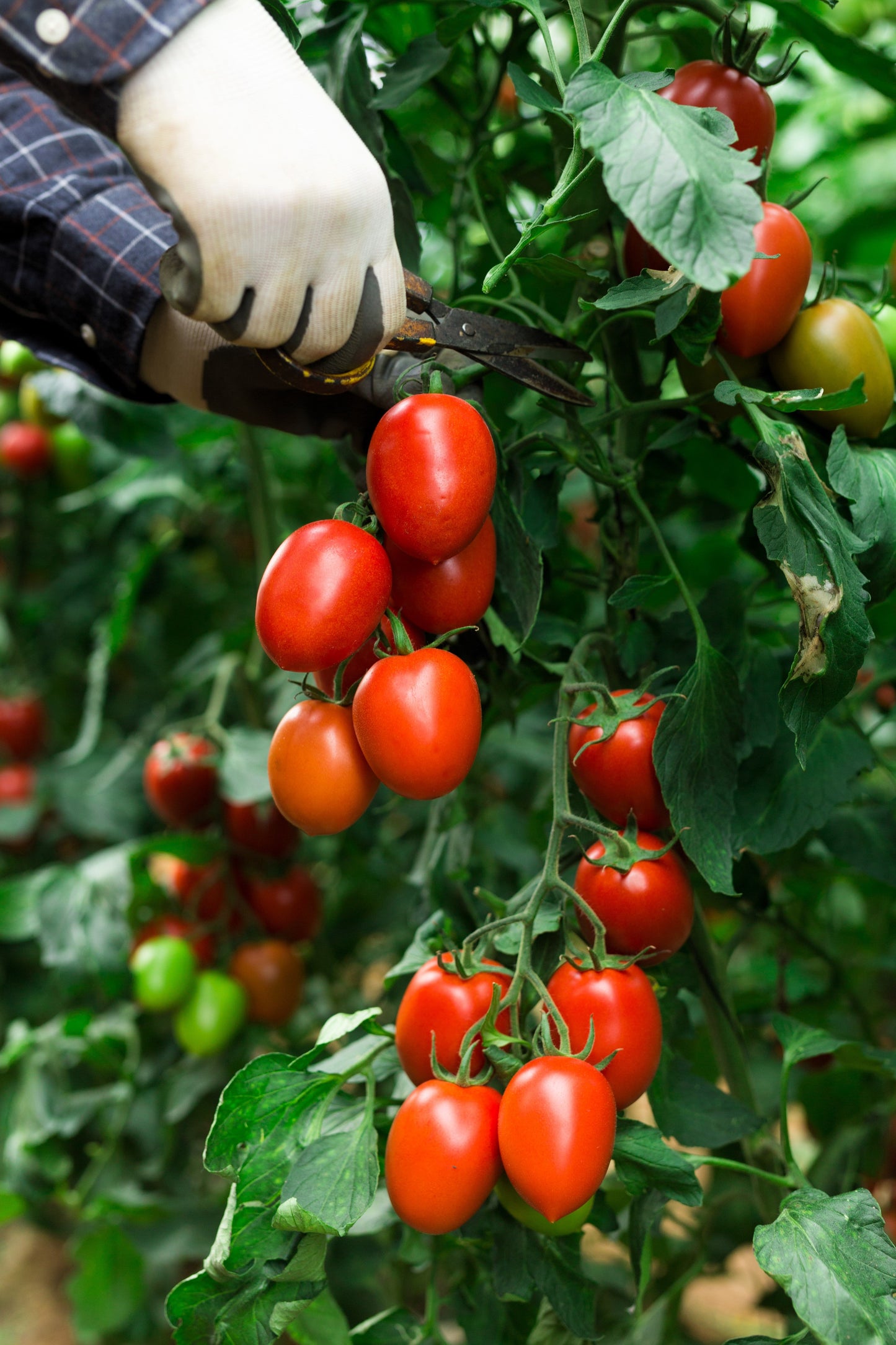 500 Roma Tomato (Lycopersicon Lycopersicum) Seeds