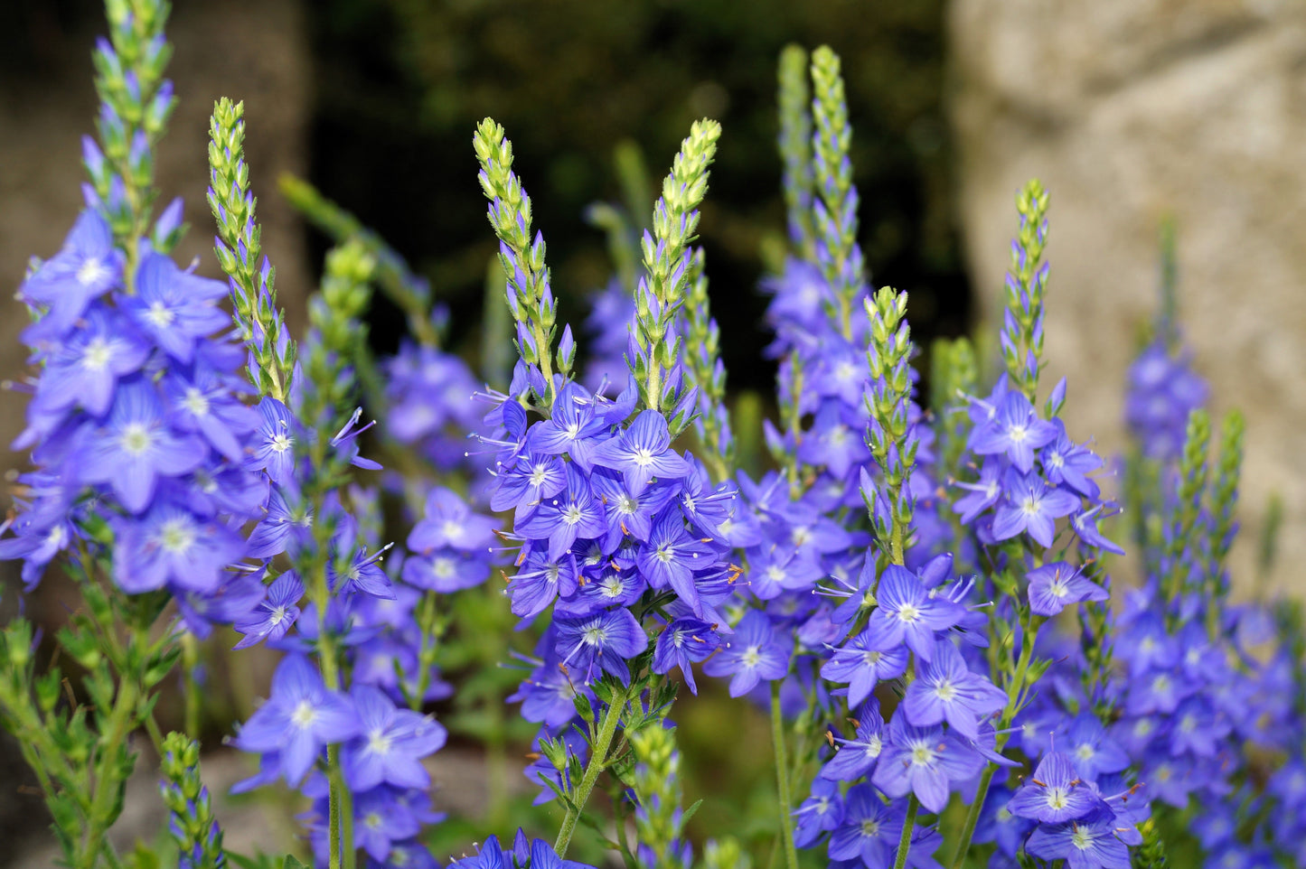 75 Royal Blue Speedwell (Veronica Austriaca Teucrium) Seeds