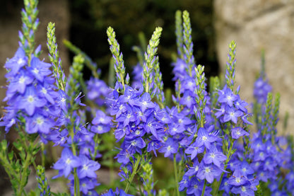 75 Royal Blue Speedwell (Veronica Austriaca Teucrium) Seeds