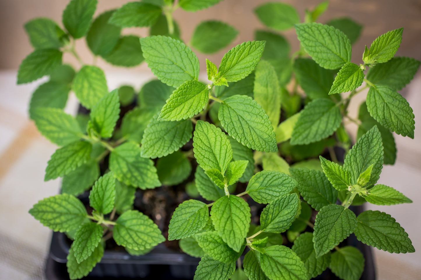 200 Lemony Catnip (Nepeta Cataria Citriodora) Seeds