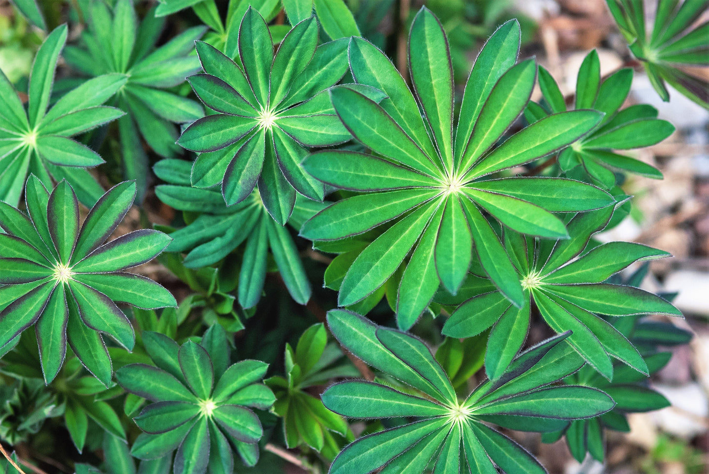 100 Perennial Lupine (Lupinus Perennis) Seeds